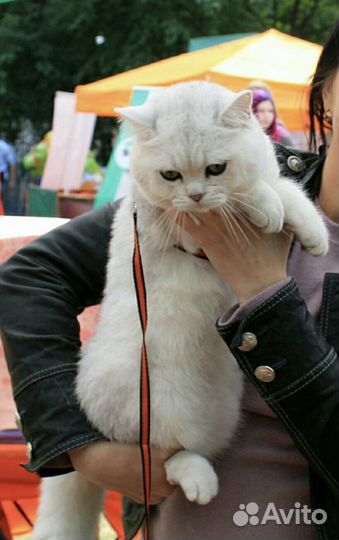 Вязка с британским котом, серебристая шиншилла