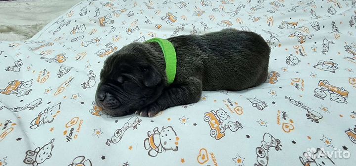 Собака питбуль