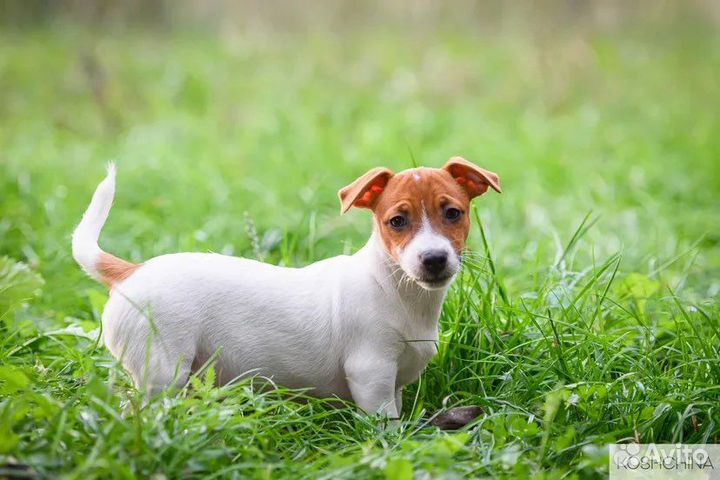 Щенки джек рассел терьер