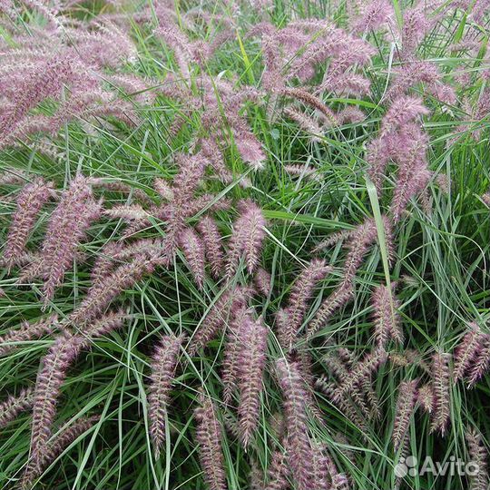 Мискантусы, пеннисетумы, осоки и другие декоративн