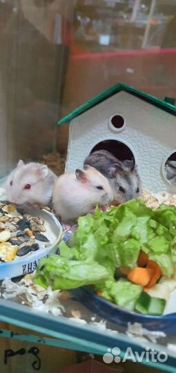 Хомяки джунгарские