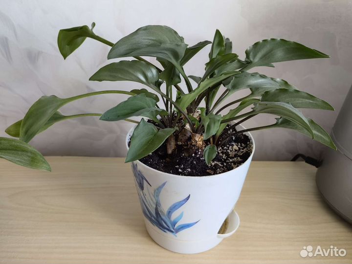 Дримиопсис