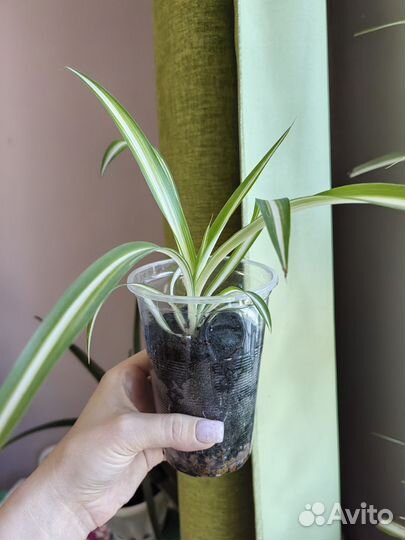 Хлорофитум