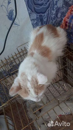 Котик молодой