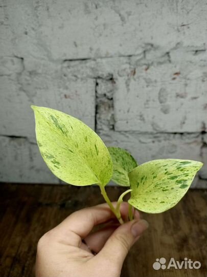 Эпипремнум, сансевиерия, ипомея, клеродендрум