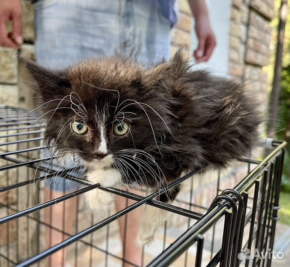 Пушистый котенок девочка в добрые руки