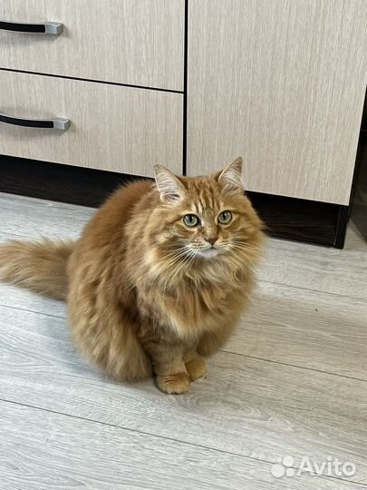 Сибирская кошка