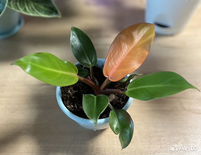 Филодендроны