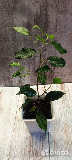 Комнатные домашние растения