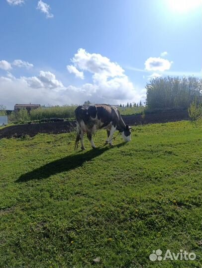 Корова с телёнком