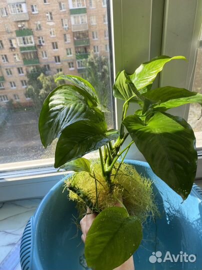 Куст анубиса