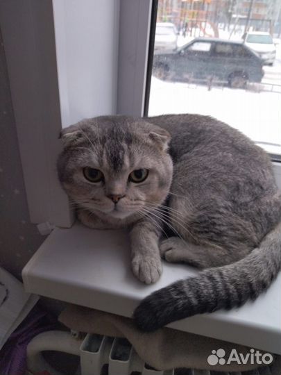 Британский вислоухий