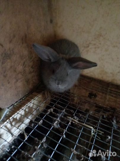Французский баран