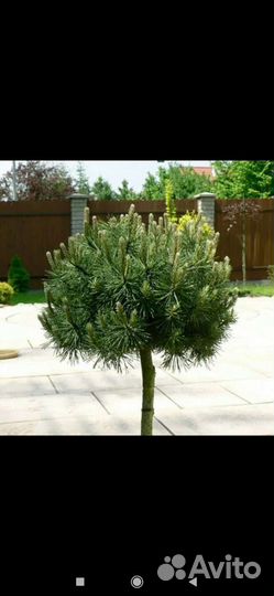 Сосна горная мопс на штамбе