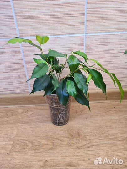 Фикус бенджамина