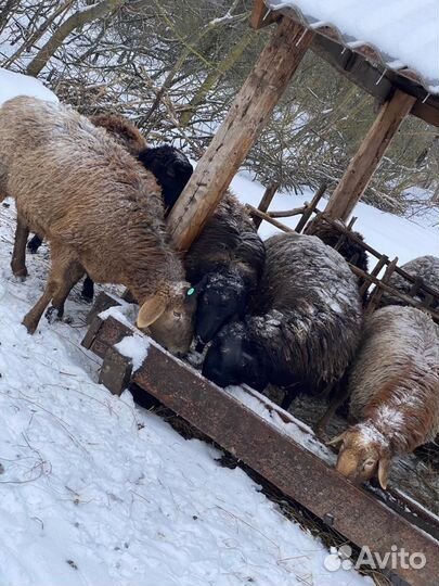 Гиссарский баран