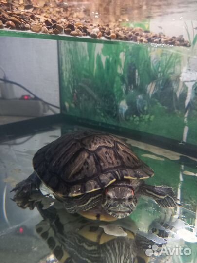 Аквариум для черепах 50 литров