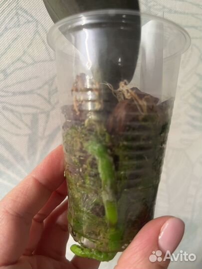 Орхидея фаленопсис Little Gem Stripes