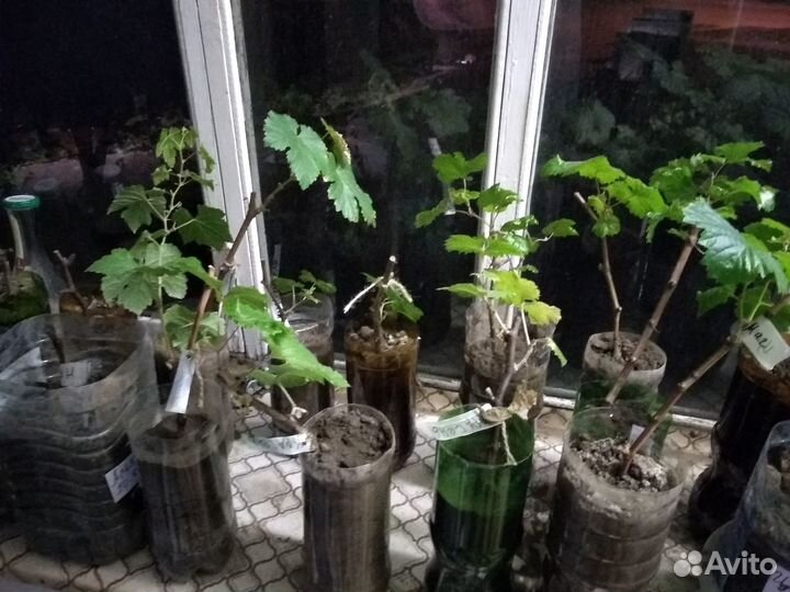 Вегетирующие саженцы винограда винных сортов