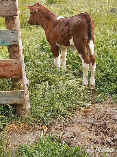 Корова с теленком