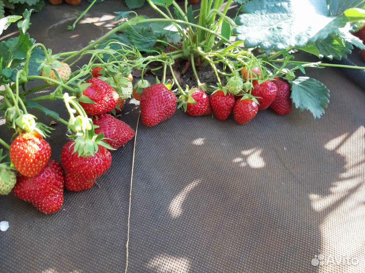 Рассада клубники