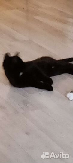 Котята в добрые руки бесплатно