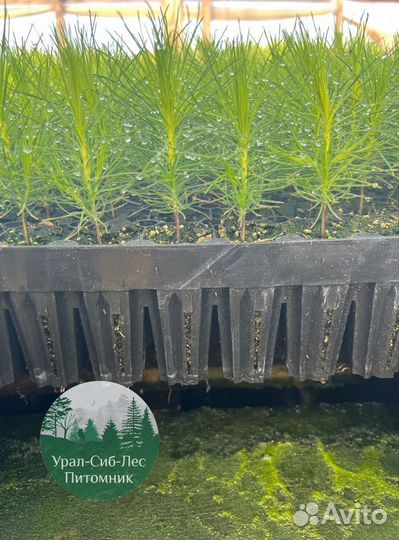 Сосна зкс окс сеянцы Ель Лиственница Голуб Горная