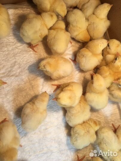 Цыплята бройлеры кобб 500