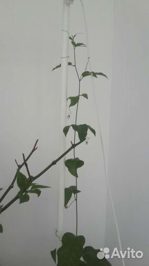 Пассифлора маракуйя