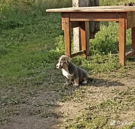 Щенки в добрве руки