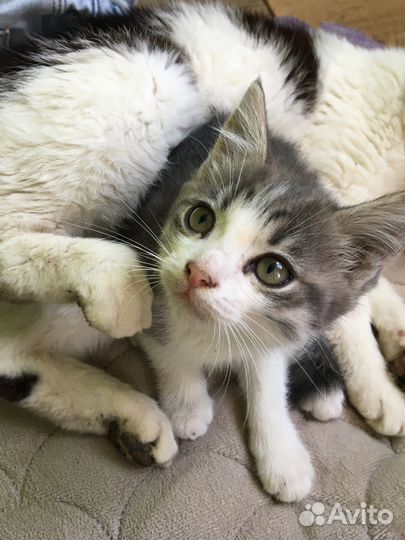 Отдам котенка в добрые руки