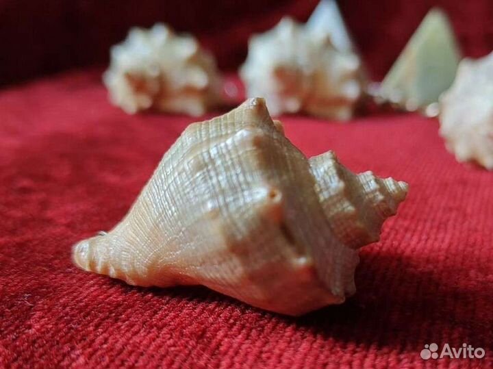 Сувенир морской Ракушка 5см
