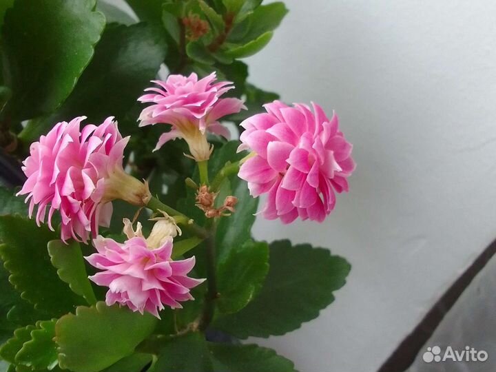 Каланхоэ махр.молодые кусты