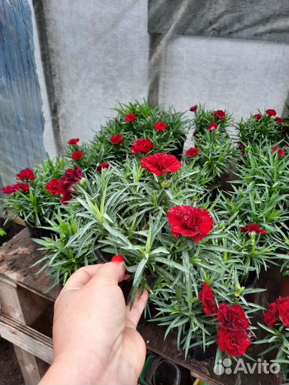 Гвоздика ампельная