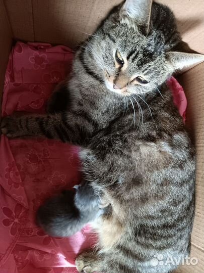 Домашние животные