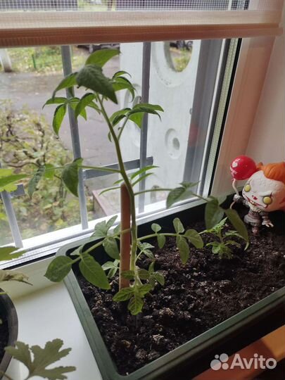 Рассада помидор для подоконника