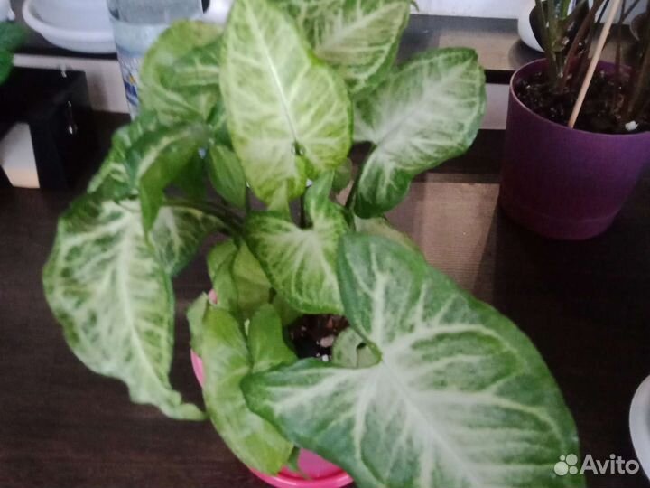 Аглаонема Мария кристина