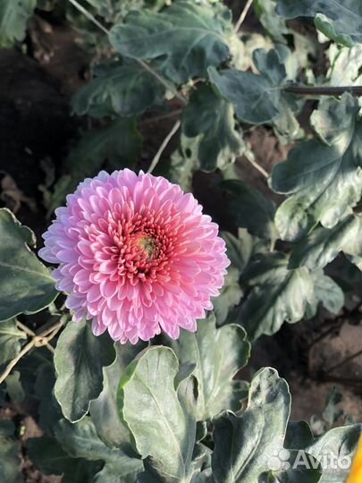 Саженцы хризантем