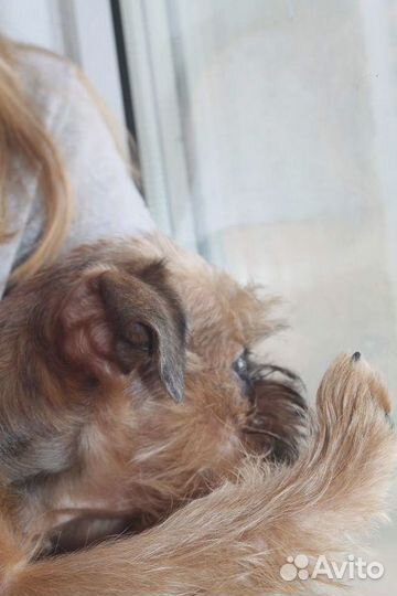 Пти брабансон вязка