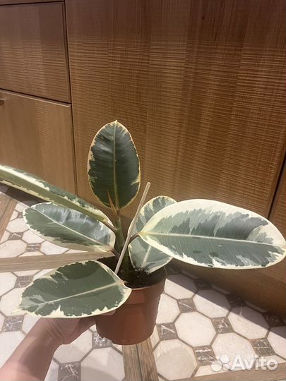 Фикус эластика тинеке