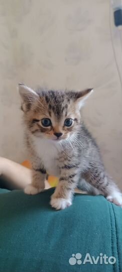 Котята котики в добрые руки