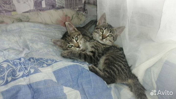 Котятам нужен дом