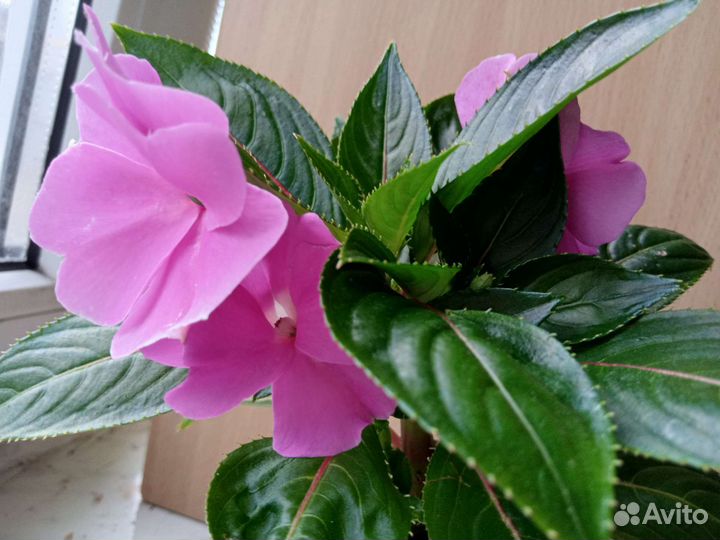 Бальзамин новогвинейский