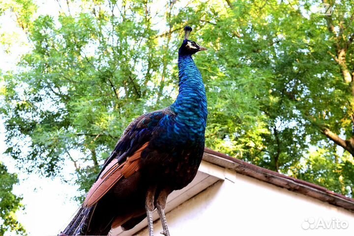 Черноплечий павлин