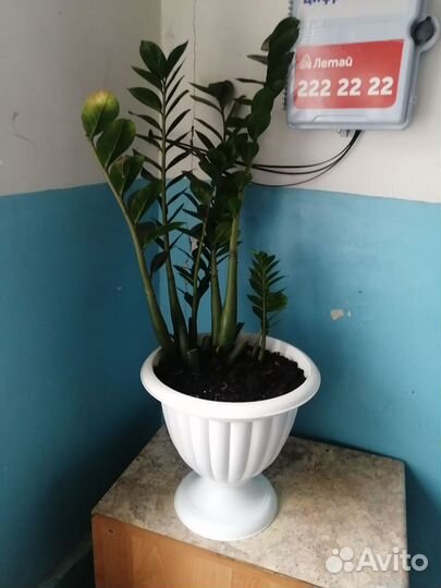 Замиокулькас долларовое дерево)