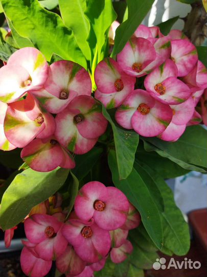 Эуфорбия миля укорененные черенки