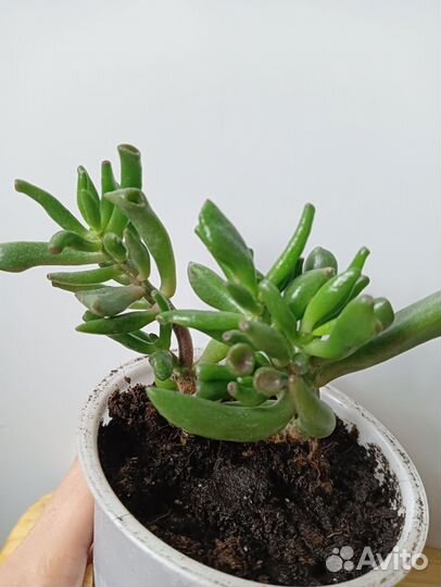 Крассула хоббит