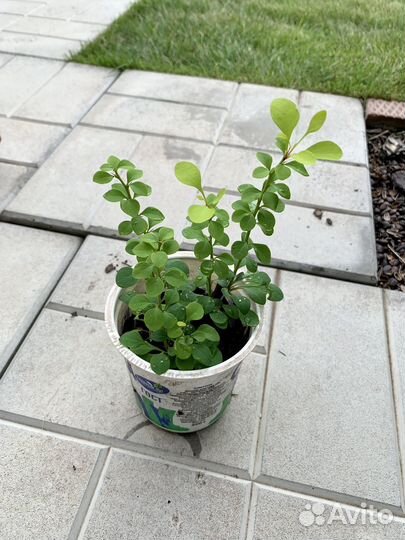 Кустарники быстрорастущие декоративные набор 6 шт