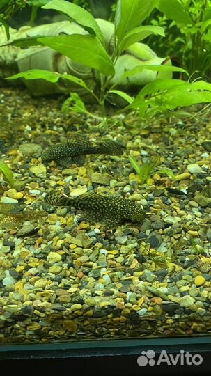 Сом анциструс