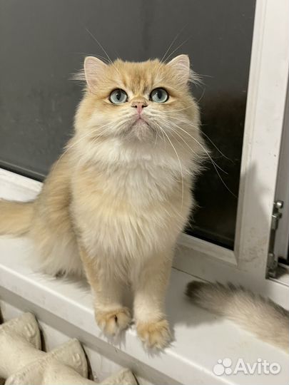 Британский кот золотая шиншилла ny 12